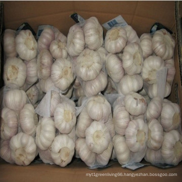 2016 Crop Garlic in Best Price